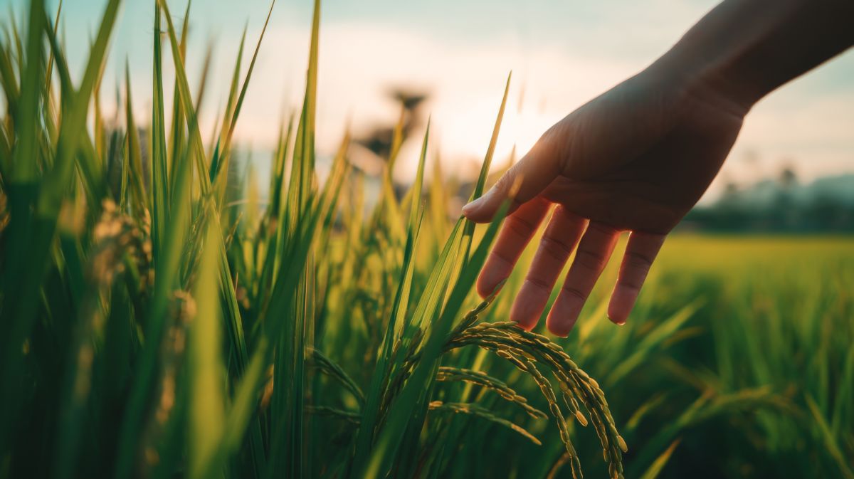 Hand die durch Gras streift